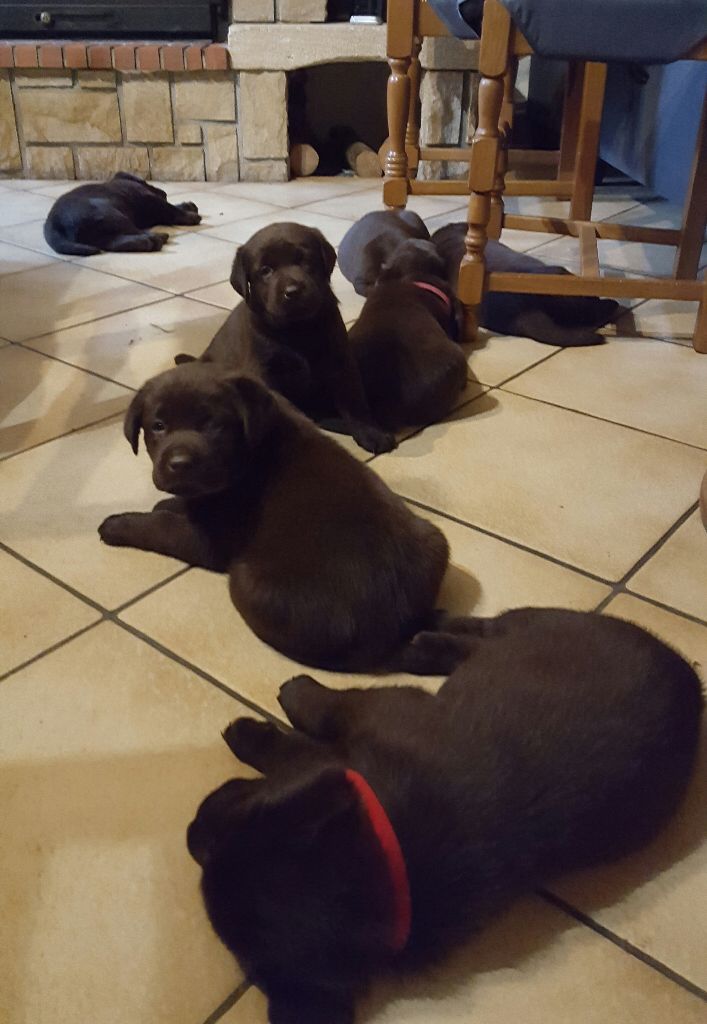 Du Verger Des Pommiers Fleuris - Les petits choco 1 mois